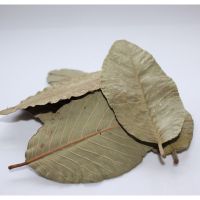 high quality guava dried leaf