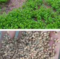 Premium high germination guava seeds, 