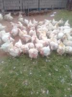 Live Fowl / Chicken For Sale