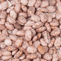 High Quality Pinto beans