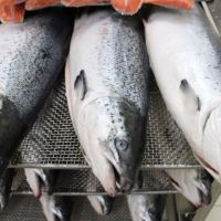 Fresh and Frozen Salmon Fish Suppliers of Salmon Fish