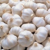 Natural Fresh White Garlic