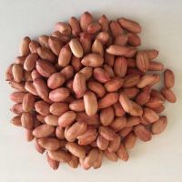 Good Quality Raw Peanuts, Pea Nut, Roasted, Raw Ground Nuts/Red Skin Peanuts/Castor Seeds, Chick Peas, Coffee Bean, Pine Nuts, 