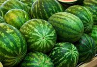 Water Melon Fresh Water Melon/Fresh Melons/ Fresh Watermelon for Sale