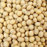 Soybeans , Non gmo yellow soybean