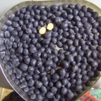 Bulk Dried Black Soybean With Yellow Kernel