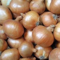 fresh yellow onion direct supplier