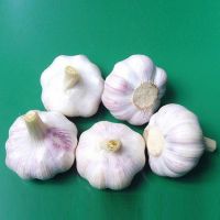 fresh garlic, white garlic