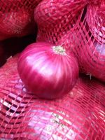 top quality fresh onion FOR SALE