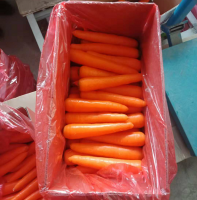 Style Fresh Type Carrot Product Type Umbelliferous Vegetabless Variety 316 Cultivation Type COMMON Color red Size (cm) 18 Weight (kg) 10 Place of Origin China Brand Name RENHE Model Number RENHE0002 Colour Green/red Taste Sweet Uses Cooking