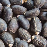 Dried Jatropha Seeds