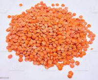 Red Lentil