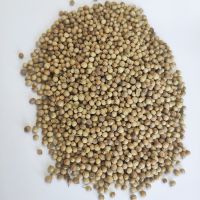 Coriander Seeds for sale