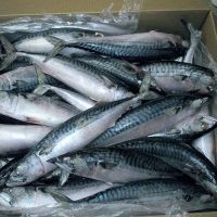 FROZEN HORSE MACKEREL FISH FOR SALE