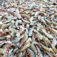 Fresh and Frozen rock shrimp for sale