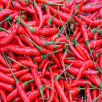 Frozen and Fresh Chilli for sale