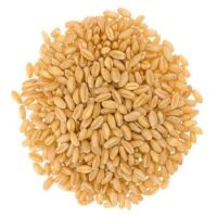 Wheat Seeds for sale