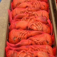 live and frozen American lobster for sale