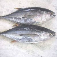Frozen Whole Yellowfin Tuna for sale