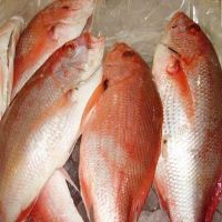 Frozen Red Snapper fish fillets