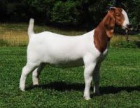 Blessed Boer Goats For Sell