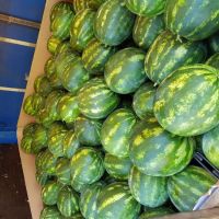 High quality greece red sweet water melon wholesale fresh watermelon