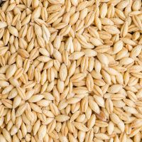 Low Price Best Quality Barley For Animal and Human Feed