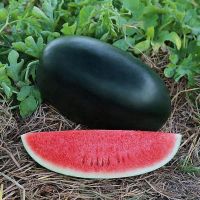 Densuke watermelon