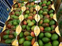 Fresh Mangoes