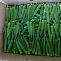 Fresh Okra