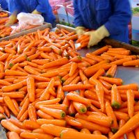 Fresh Carrots