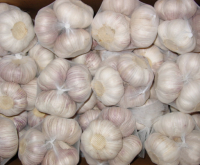 Fresh Garlic