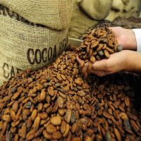 Cocoa Beans