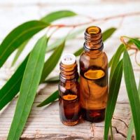 100% Pure Natural Eucalyptus Oil for sale