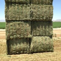 Alfafa Hay Animal Feeding Stuff Alfalfa, hay/alfalfa hay pellets Timothy Hay/ Alfafa in Bales Best Super .Top Quality