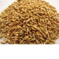 Premium High Quality Animal Feed Barley