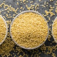 Best Quality Organic Millet at Best Price for Wholesale Buyers