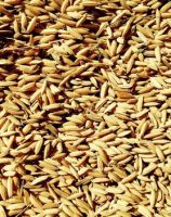 Premium Organic Oat Grain / Hulled Oats / Oat Meal/kernels/ flakes