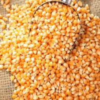 Yellow Corn & White Corn/Maize for Human & Animal Feed