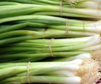 South Africa Fist Grade and Quality Fresh Scallion