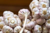 Super fresh pure white garlic
