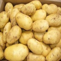 Sweet Potato / Fresh Potatoes for Sale / Fresh Irish Potatoes