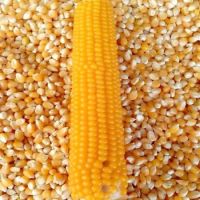 Yellow Corn & White Corn/Maize for Human & Animal Feed