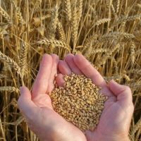 High Quality wheat grain from South Africa