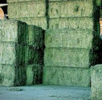 Top Quality Alfafa Hay for Animal Feeding Stuff Alfalfa / Timothy / Alfalfa