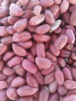 Groundnut (Peanut)