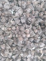 Moringa Seeds