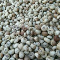 Dried betel nut high quality