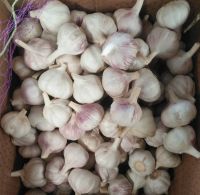garlic price