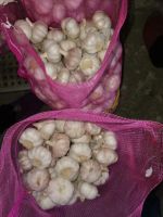 wholesale fresh garlic